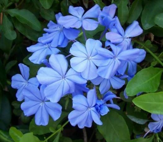 Едноцветен сини съцветия