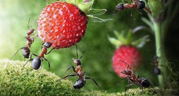 Мравки в сайта: вреда или полза?