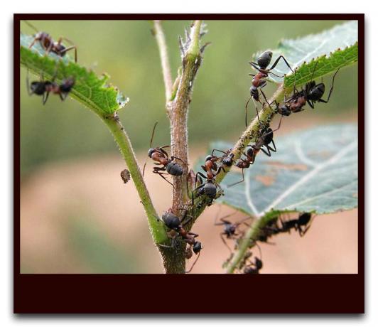Мравки защитават листни въшки