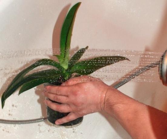 Докато орхидеи не цъфтят, тя може да се полива с топла вода като цяло. Защо, когато не цъфти? Защото, когато растенията са в разцвет, по-добре е да не прави нищо екзотично не