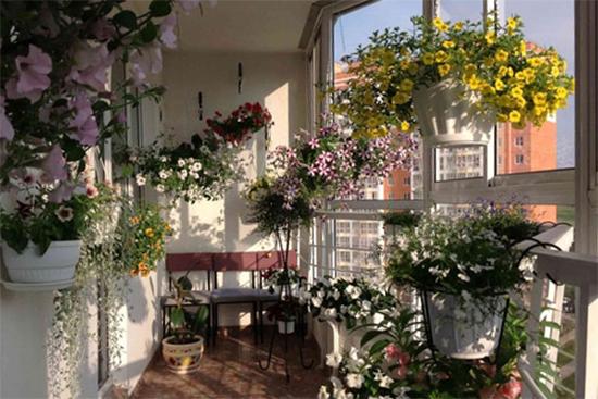 Пример за подреждането на цветя на балкона