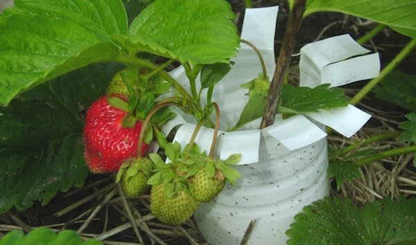 Направете резервно копие на ягоди от отпадъчни материали: 4 идеи