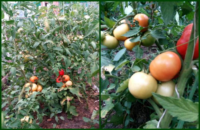 Как да получите добри домати вързани бързо и се изчерви. Реколтата ще бъде много!