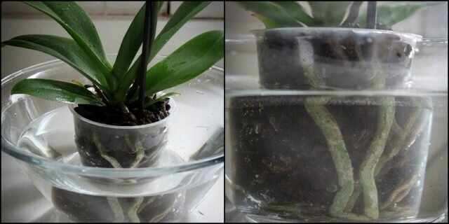 Моят опит ухажване на орхидея, че тя разцъфтя в изобилие