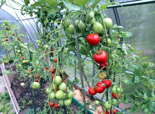 Грижа за домати в оранжерия (Снимка използва при стандартно разрешително © ofazende.ru)