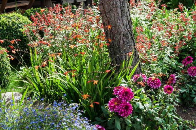 Градински цветни лехи в дълбока сянка съвети градинари