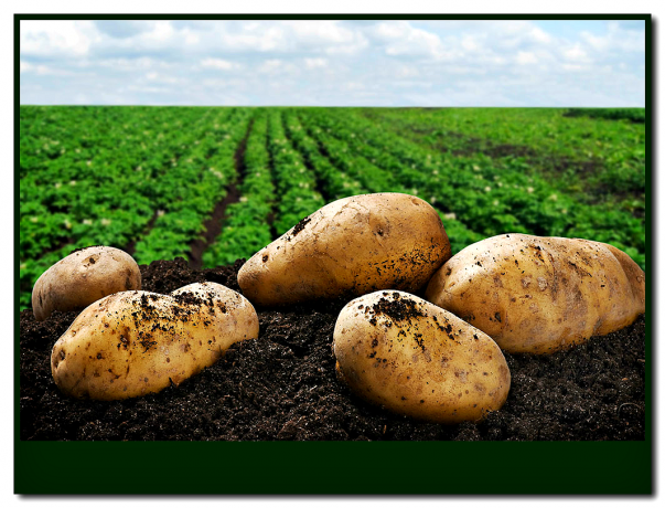 Настанете на 3 беларуски сортове картофи! Вие няма да съжалявате! 👍