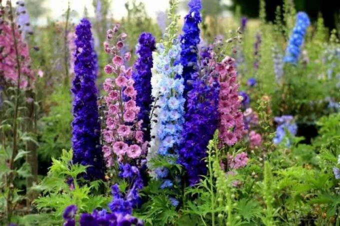 Отглеждане Delphiniums от семена в домашни условия