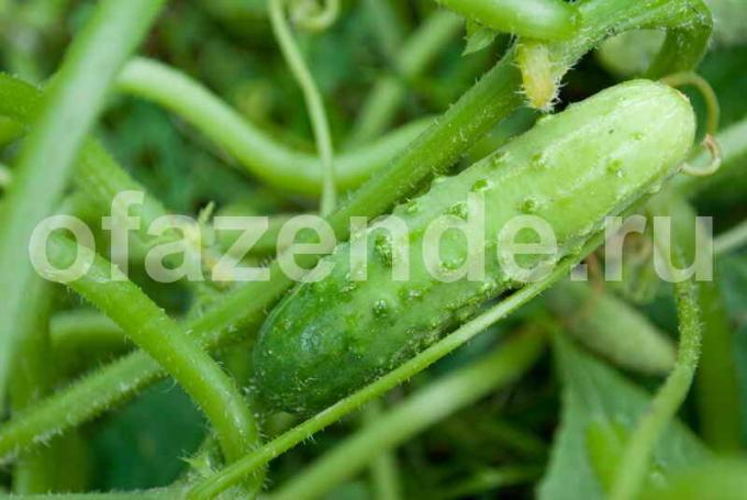 Тайните на добра реколта от хрупкави краставици