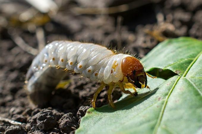 Как лесно да се отървете вашата градина на майски бръмбар, мол щурците, голи охлюви и листни въшки без употребата на пестициди: 5 доказани методи