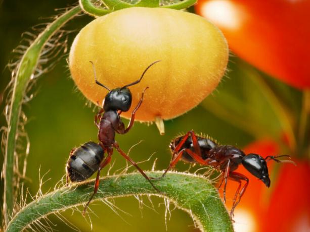 Туристи всяка година се опитват да намерят най-доброто средство за градински мравки. Илюстрация за статия се използва за стандартен лиценз © ofazende.ru