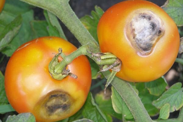 Brown-кафяви петна по листата на доматите: Какво е това и как да се борим