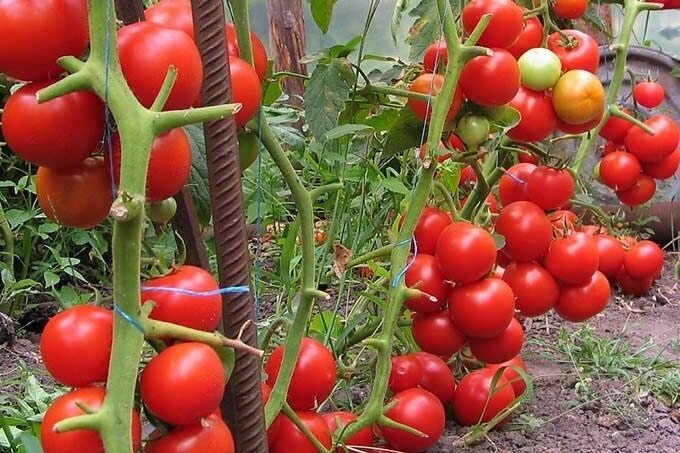 Както вече почти 2-кратно повишен добив на домати с проста превръзка