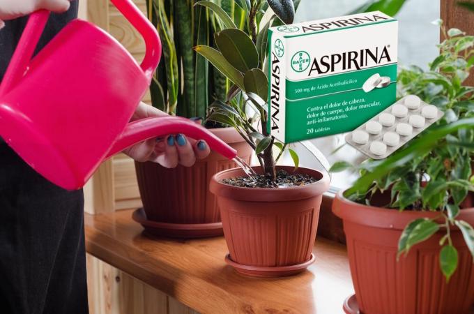Аспирин - истинско откритие за цветя през зимата. Какво е това и как да се прилагат