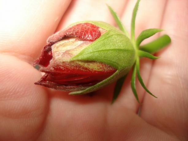 3 основни правила, които трябва да се спазват, за да си Hibiscus (Китай нарасна) разцъфна от ранна пролет до късна есен