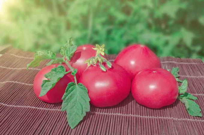 Старомодни розови домати. Илюстрация за статия се използва за стандартен лиценз © ofazende.ru