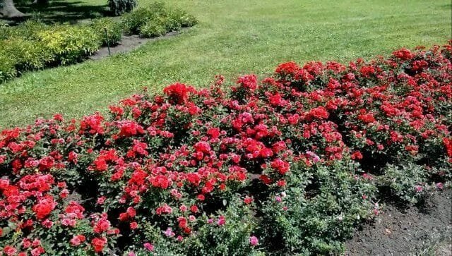 Резитба на рози през пролетта: правила, съвети, съвети