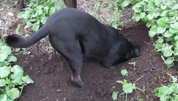 Как да изплаши кучетата в квартала да се копае зеленчукова градина и тичам около леглата градина