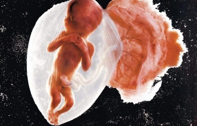 Първа снимка на бебето ембрион.