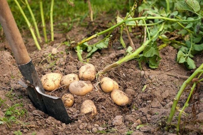 Когато се налага да се копае картофите и как да се определи, че тя е "узрял"