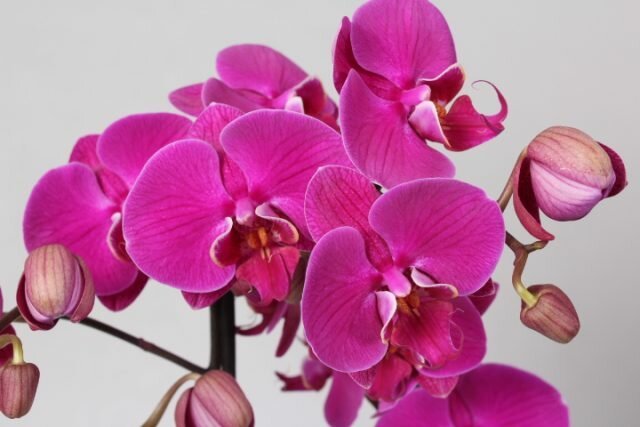 Как да се грижим за цъфтящи орхидеи, че тя процъфтява толкова дълго, колкото е възможно