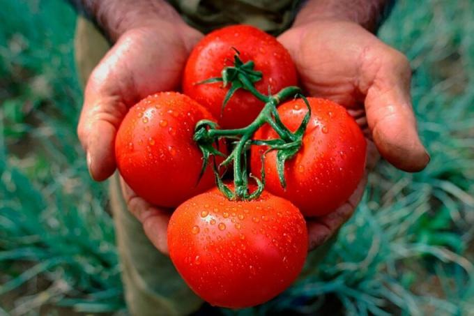 Рецепта стара баба за преобличане домати, което дава богата реколта