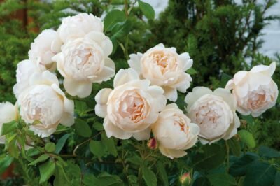 Английски рози на Дейвид Остин - децата на кралицата