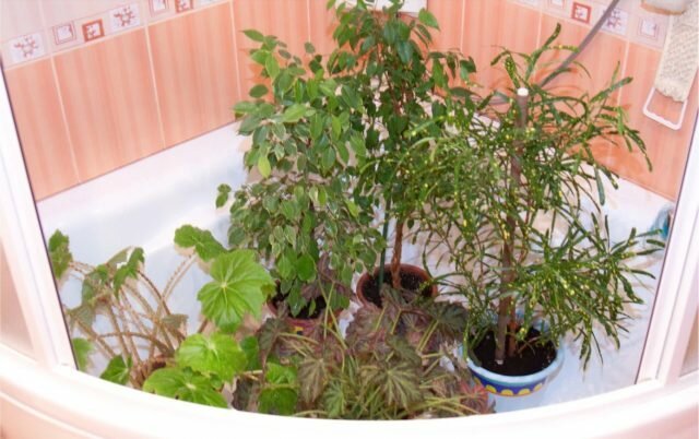 Къпането красива декоративна растителност. Илюстрации за една статия, взета от интернет
