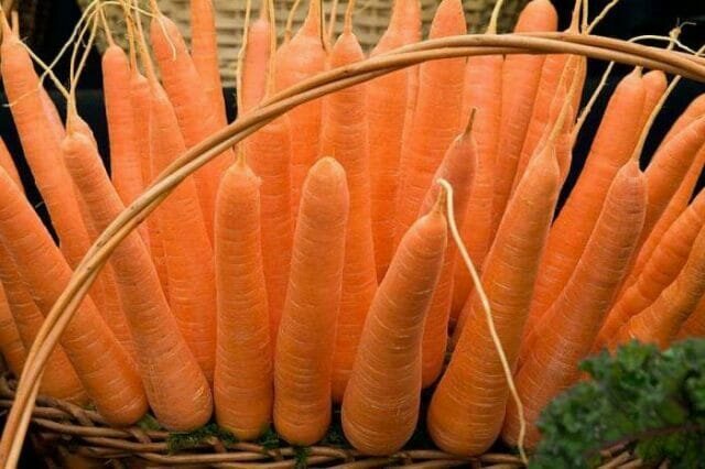 Как да растителна моркови, така че тя израства голяма и вкусна