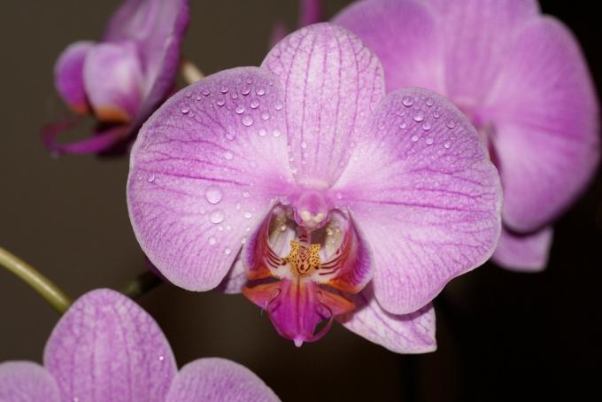 Орхидеята символизира семейния уют и благополучие