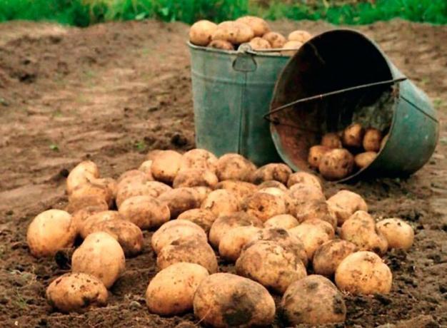 Как да се увеличи добивът на картофи