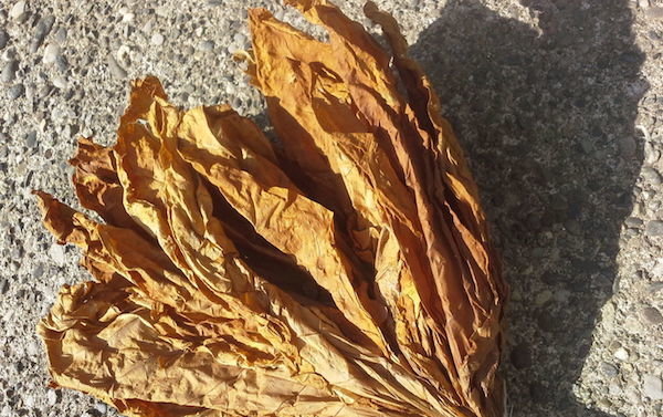 Сушени тютюневи листа се чупят лесно и се разпадна в ръцете си