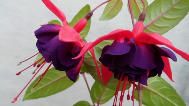 Двойни цветя с пурпурни чашелистчета и тъмни лилави листенца