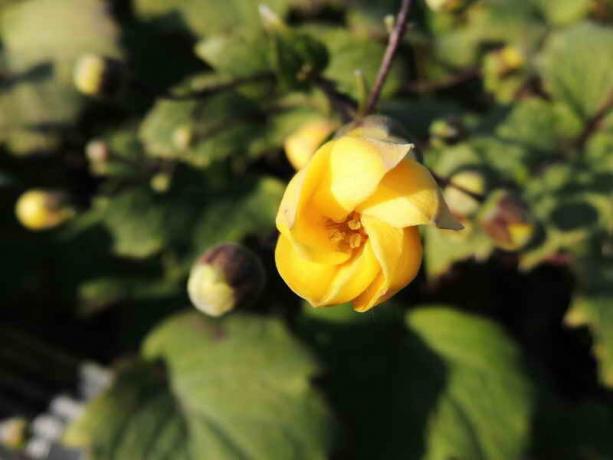 Kirengeshoma за вашата градина: видове, описание и препоръки за отглеждането