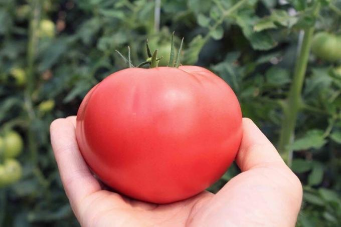 Как да се увеличи съдържанието на захар в домати, ако те са "кисели". лесна рецепта