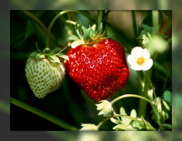 5-те най-популярни високодобивни сортове, предназначени за вашите ягоди легла