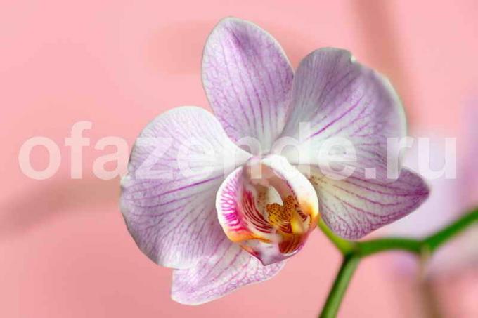 Всичко, което трябва да знаете за разцвета на орхидеи