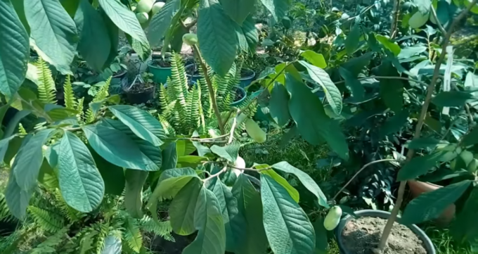 Ето един папая расте контейнер градинар от Transcarpathia
