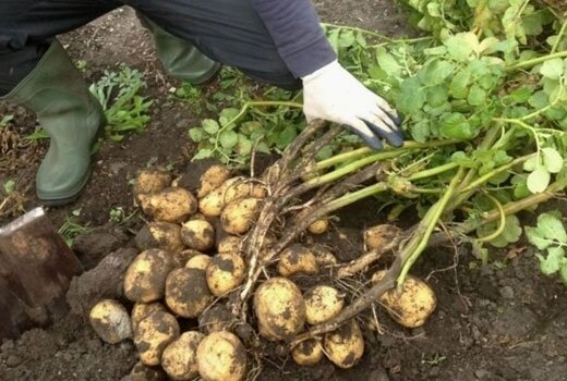 Как да растат ранни картофи