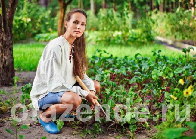 Зеленчукова градина за мързеливи хора с техните ръце съвети градинари