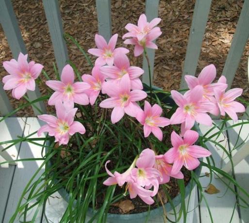 Ние растем zephyranthes (парвеню) у дома