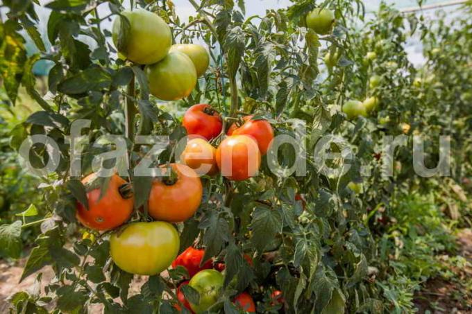 Основните съвети за отглеждането на домати
