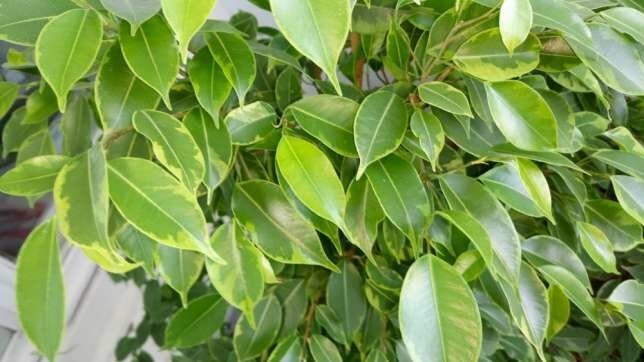 Това, което той иска Ficus benjamina? 5 прости съвета за здравословен растеж
