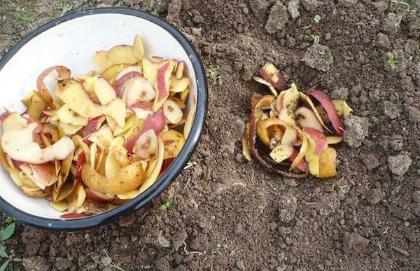 Използването на обелките от картофи в градината. Отпадъци, които се възползват