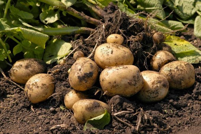Засаждане на картофи, без да рови земята или метода ми, който дава резултати