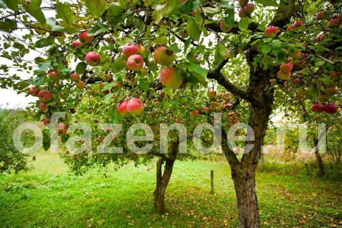 Apple дърво в градината. Илюстрация за статия се използва за стандартен лиценз © ofazende.ru