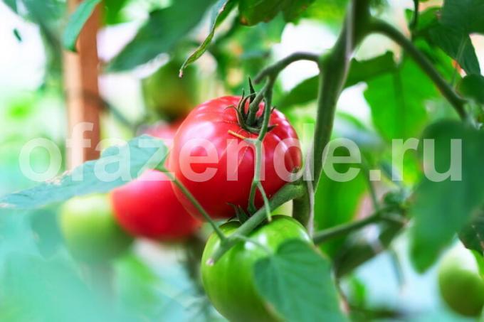 Отглеждане на домати в открито поле. Илюстрация за статия се използва за стандартен лиценз © ofazende.ru