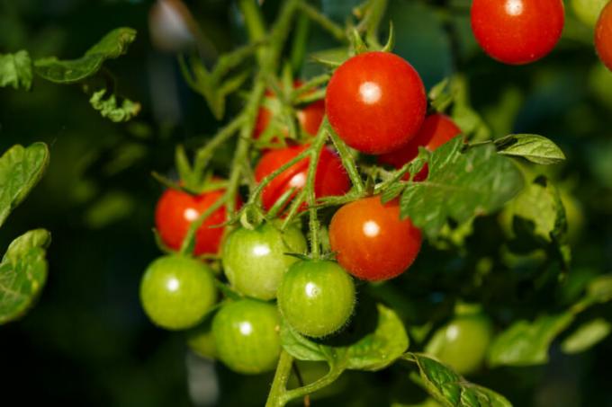Чери домати са подходящи за закрито градината. Илюстрация за статия се използва за стандартен лиценз © ofazende.ru