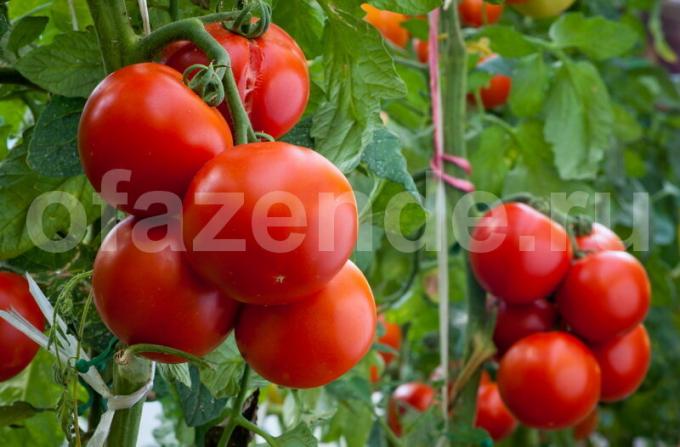 Отглеждане на домати. Илюстрация за статия се използва за стандартен лиценз © ofazende.ru