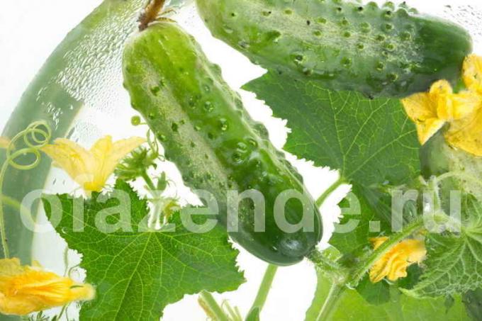 Защо усукани листа от краставица - 8 възможни причини
